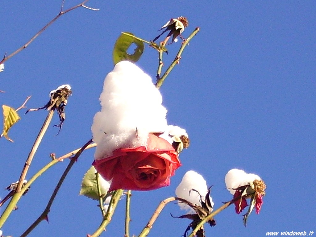 foto_fiori_rosa_nella_neve_01.jpg